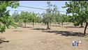 Sud Italia a secco, Texas devastato
