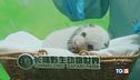 Panda e tigri, buone notizie
