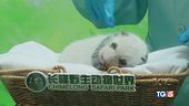 Panda e tigri, buone notizie