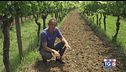 Gusto Di Vino: biodinamica e sperimentazioni uniche