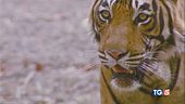 "Ci sono più tigri", ma la specie rischia