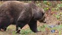 Uccisa l'orsa KJ1 monta la polemica