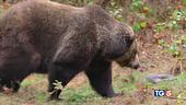 Uccisa l'orsa KJ1 monta la polemica