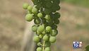 Gusto di Vino: il vino Fiano