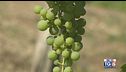 Gusto di Vino: il vino Fiano