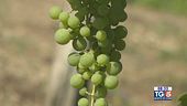 Gusto di Vino: il vino Fiano