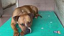 Stop cani abbandonati! 385 mila senza padrone