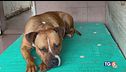 Stop cani abbandonati! 385 mila senza padrone