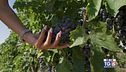 Gusto DiVino: la vendemmia marchigiana