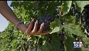 Gusto DiVino: la vendemmia marchigiana