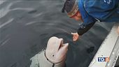 Trovato morto il beluga "spia"