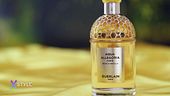 Luce, freschezza e grazia: le note olfattive della mimosa