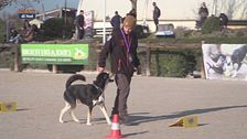 L'Educa-cani