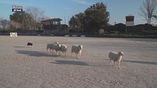 L'Educa-cani
