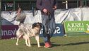 L'educa-cani