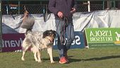 L'educa-cani