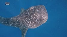 Lo squalo balena