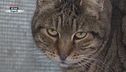 Gatti da accudire
