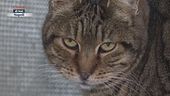 Gatti da accudire