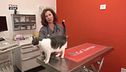 La gestione della salute del nostro gatto
