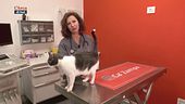 La gestione della salute del nostro gatto