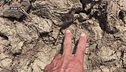 Survival - riconoscere le orme di cavalli e bovini