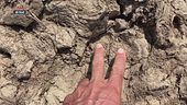 Survival - riconoscere le orme di cavalli e bovini