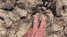 Survival - riconoscere le orme di cavalli e bovini