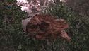Arboricidio nel litorale laziale