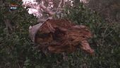 Arboricidio nel litorale laziale