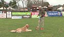 L'Educa-cani: gestire il cane di fronte ai numerosi stimoli
