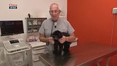 I consigli del veterinario