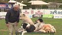 L'educa-cani