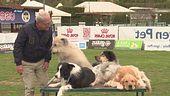 L'educa-cani