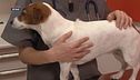 I consigli del veterinario