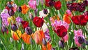 I mille colori e le mille sfumature dei tulipani