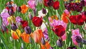 I mille colori e le mille sfumature dei tulipani