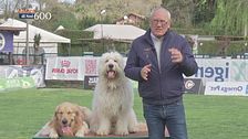 L'Educa-cani
