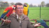 Volo a colori