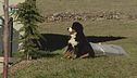 L'Educa-cani