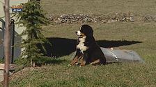 L'Educa-cani