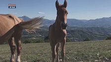 Cavalli del Catria