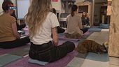 La meditazione felina