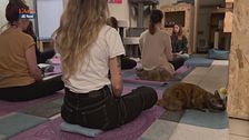 La meditazione felina