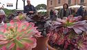 Tra i fiori
