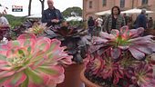 Tra i fiori