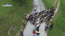 La transumanza in Molise