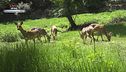 Non toccate Bambi
