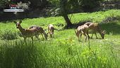 Non toccate Bambi