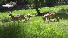 Non toccate Bambi